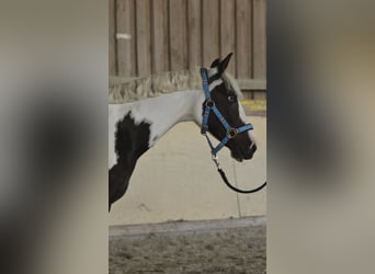 German Riding Pony, Gelding, 15 years, 13,2 hh, Pinto