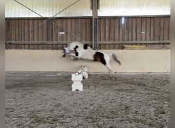 German Riding Pony, Gelding, 15 years, 13,2 hh, Pinto