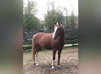 German Riding Pony, Gelding, 15 years, 13,3 hh, Chestnut-Red
