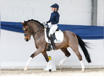 German Riding Pony, Gelding, 15 years, 14.1 hh, Bay-Dark