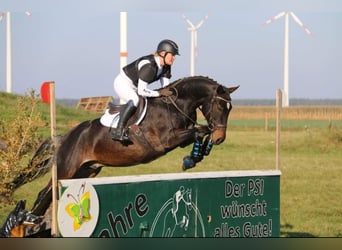 German Riding Pony, Gelding, 15 years, 14.2 hh, Bay-Dark