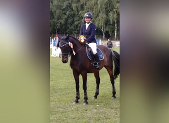 German Riding Pony, Gelding, 15 years, 14.2 hh, Bay-Dark