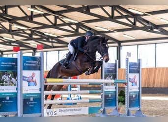 German Riding Pony, Gelding, 15 years, 14.2 hh, Bay-Dark
