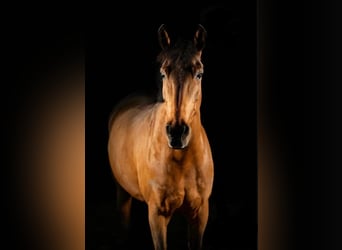 German Riding Pony, Gelding, 15 years, 14.2 hh, Brown