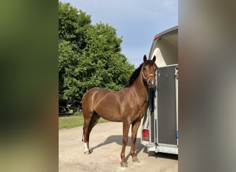German Riding Pony, Gelding, 15 years, 14.2 hh, Chestnut