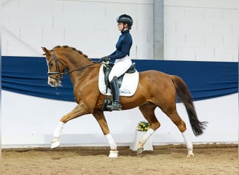 German Riding Pony, Gelding, 15 years, 14.2 hh, Chestnut-Red