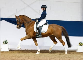 German Riding Pony, Gelding, 15 years, 14.2 hh, Chestnut-Red