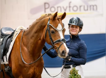 German Riding Pony, Gelding, 15 years, 14.2 hh, Chestnut-Red