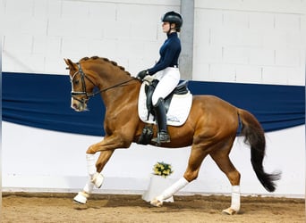 German Riding Pony, Gelding, 15 years, 14.2 hh, Chestnut-Red