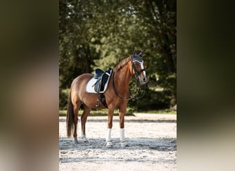 German Riding Pony, Gelding, 15 years, 14.2 hh, Chestnut-Red