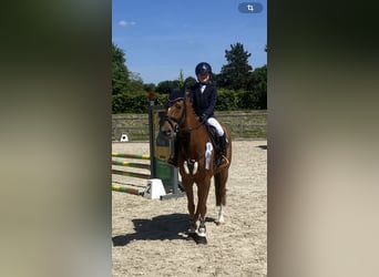 German Riding Pony, Gelding, 15 years, 14.2 hh, Chestnut-Red