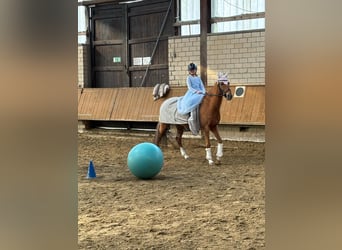 German Riding Pony, Gelding, 15 years, 14.2 hh, Chestnut-Red