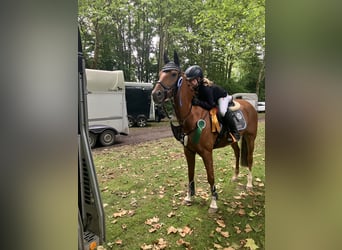 German Riding Pony, Gelding, 15 years, 14.2 hh, Chestnut-Red