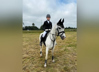 German Riding Pony, Gelding, 15 years, 14,2 hh, Gray