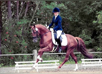 German Riding Pony, Gelding, 15 years, 14.3 hh, Chestnut-Red