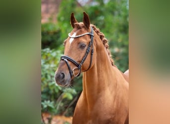 German Riding Pony, Gelding, 15 years, 14.3 hh, Chestnut-Red