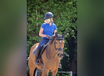German Riding Pony, Gelding, 15 years, 14.3 hh, Dun
