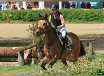 German Riding Pony, Gelding, 15 years, 14.3 hh, Dun