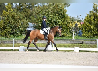 German Riding Pony, Gelding, 15 years, 14.3 hh, Dun