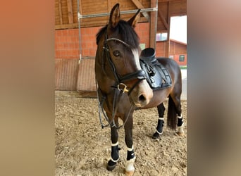 German Riding Pony, Gelding, 15 years, 14 hh, Bay-Dark