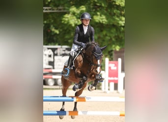 German Riding Pony, Gelding, 15 years, 14 hh, Brown