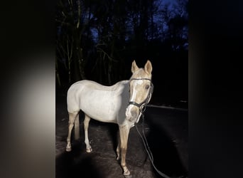 German Riding Pony, Gelding, 15 years, 14 hh, Palomino