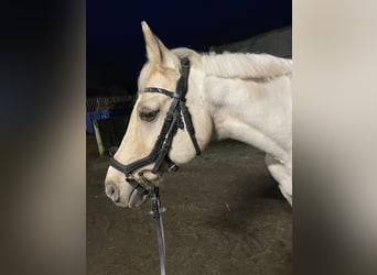 German Riding Pony, Gelding, 15 years, 14 hh, Palomino