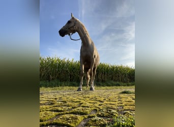 German Riding Pony, Gelding, 15 years, 14 hh, Palomino