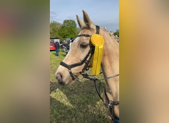 German Riding Pony, Gelding, 15 years, 14 hh, Palomino