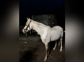 German Riding Pony, Gelding, 15 years, 14 hh, Palomino