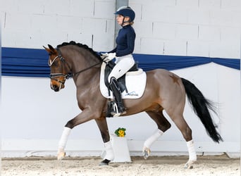 German Riding Pony, Gelding, 15 years, 14,1 hh, Bay-Dark