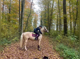 German Riding Pony, Gelding, 15 years, 14,1 hh, Palomino