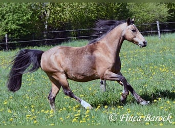 German Riding Pony, Gelding, 15 years, 14,2 hh, Dun
