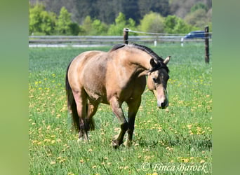German Riding Pony, Gelding, 15 years, 14,2 hh, Dun