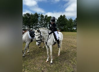 German Riding Pony, Gelding, 15 years, 14,2 hh, Grey
