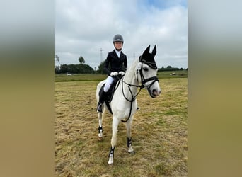 German Riding Pony, Gelding, 15 years, 14,2 hh, Grey