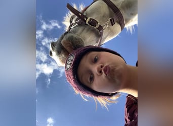 German Riding Pony, Gelding, 15 years, 14,2 hh, Grey