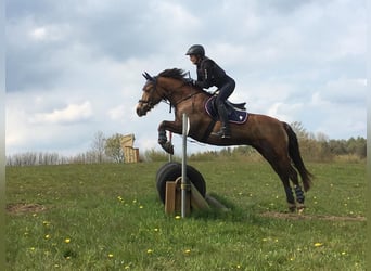 German Riding Pony, Gelding, 15 years, Chestnut-Red