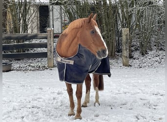 German Riding Pony, Gelding, 16 years, 13,3 hh, Chestnut-Red