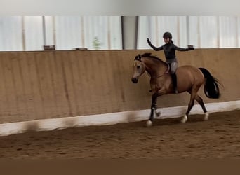 German Riding Pony, Gelding, 16 years, 14.2 hh, Dun