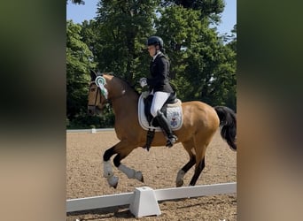 German Riding Pony, Gelding, 16 years, 14.2 hh, Dun
