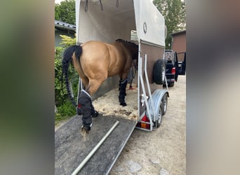 German Riding Pony, Gelding, 16 years, 14.2 hh, Dun