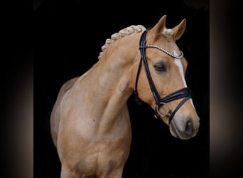 German Riding Pony, Gelding, 16 years, 14.2 hh, Palomino