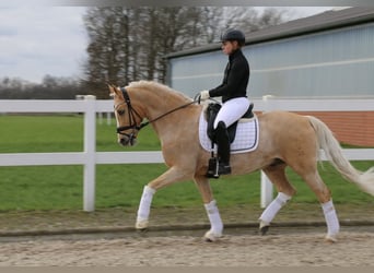 German Riding Pony, Gelding, 16 years, 14.2 hh, Palomino