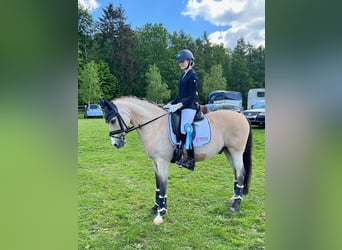 German Riding Pony, Gelding, 16 years, 14,2 hh, Palomino