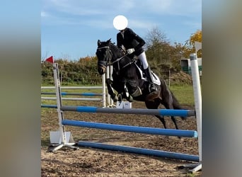 German Riding Pony, Gelding, 16 years, 14.2 hh, Smoky-Black