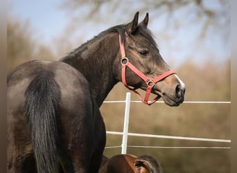 German Riding Pony, Gelding, 16 years, 14 hh, Bay-Dark