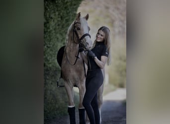 German Riding Pony, Gelding, 16 years, 14,1 hh, Palomino