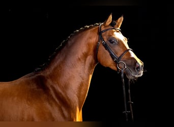 German Riding Pony, Gelding, 16 years, 14,2 hh, Brown