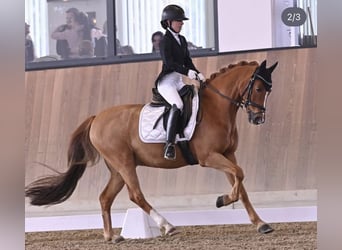 German Riding Pony, Gelding, 16 years, 14,2 hh, Chestnut-Red